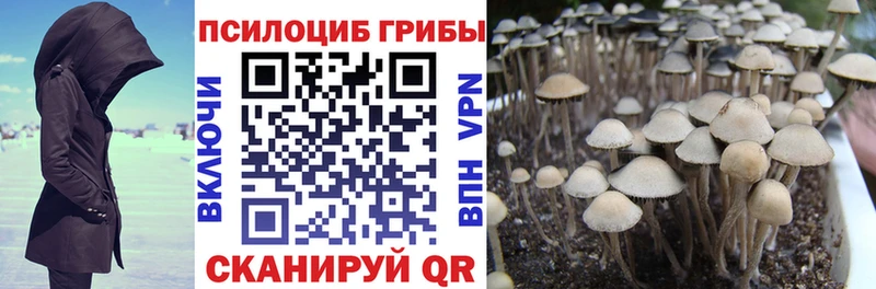 Купить где  Амурск  Галлюциногенные грибы Psilocybe 